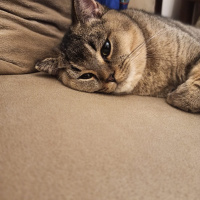British Shorthair, Kedi  Karamel fotoğrafı