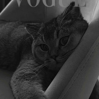 British Shorthair, Kedi  Karamel fotoğrafı