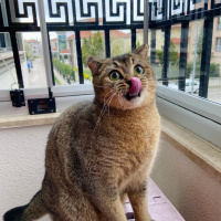 British Shorthair, Kedi  Karamel fotoğrafı