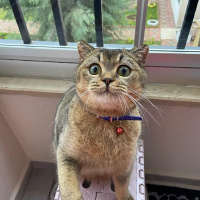 British Shorthair, Kedi  Karamel fotoğrafı