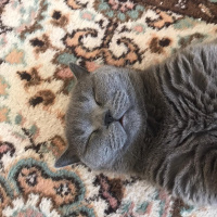 British Shorthair, Kedi  Duman fotoğrafı