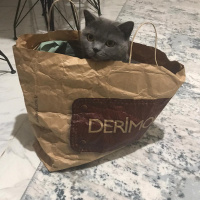 British Shorthair, Kedi  Duman fotoğrafı