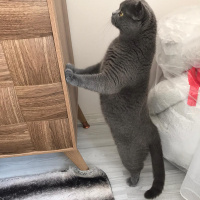 British Shorthair, Kedi  Duman fotoğrafı