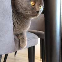 British Shorthair, Kedi  Duman fotoğrafı