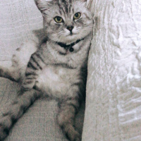 Scottish Fold, Kedi  Korkuluk fotoğrafı