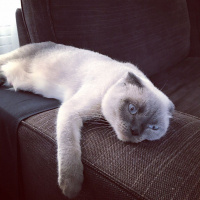 Scottish Fold, Kedi  Korkuluk fotoğrafı