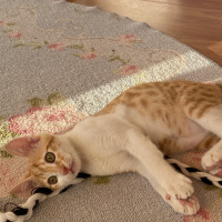 Tekir Kedi, Kedi  Nejat fotoğrafı