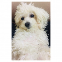 Maltese, Köpek  Daisy fotoğrafı