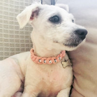 Maltese, Köpek  Daisy fotoğrafı