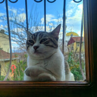 Tekir Kedi, Kedi  Çıtır fotoğrafı