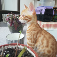 Sarman, Kedi  Mars fotoğrafı