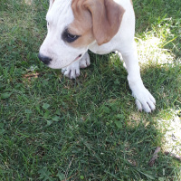 Amerikan Pitbull Terrier, Köpek  Pati fotoğrafı