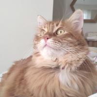 Sarman, Kedi  Karamel fotoğrafı