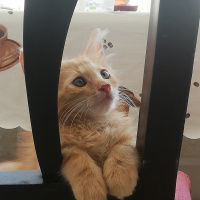 Sarman, Kedi  chivas fotoğrafı