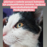 Tuxedo (Smokin) Kedi, Kedi  Eylem fotoğrafı