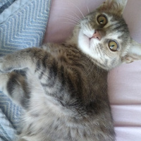 Tekir Kedi, Kedi  Ahu fotoğrafı