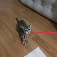 Tekir Kedi, Kedi  Ahu fotoğrafı