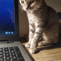 Tekir Kedi, Kedi  Ahu fotoğrafı