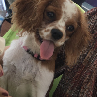 King Charles Spaniel, Köpek  Pinky fotoğrafı