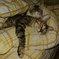 Tekir Kedi, Kedi  Bal ve Contes fotoğrafı