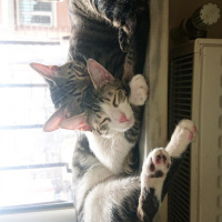 Tekir Kedi, Kedi  Bal ve Contes fotoğrafı