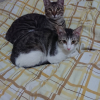 Tekir Kedi, Kedi  Bal ve Contes fotoğrafı