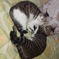 Tekir Kedi, Kedi  Bal ve Contes fotoğrafı