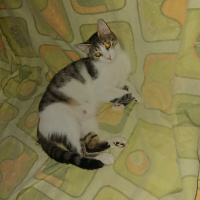Tekir Kedi, Kedi  Bal ve Contes fotoğrafı