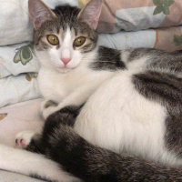 Tekir Kedi, Kedi  Bal ve Contes fotoğrafı