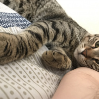 Tekir Kedi, Kedi  Bal ve Contes fotoğrafı