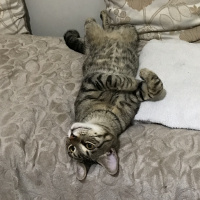 Tekir Kedi, Kedi  Bal ve Contes fotoğrafı