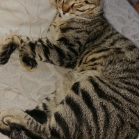 Tekir Kedi, Kedi  Bal ve Contes fotoğrafı