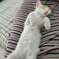Tekir Kedi, Kedi  Mia fotoğrafı