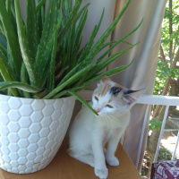Tekir Kedi, Kedi  Mia fotoğrafı
