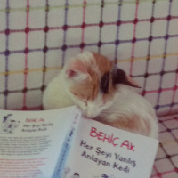 Tekir Kedi, Kedi  Mia fotoğrafı