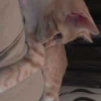 Sarman, Kedi  Alice fotoğrafı