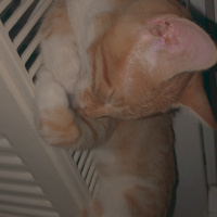 Sarman, Kedi  Alice fotoğrafı