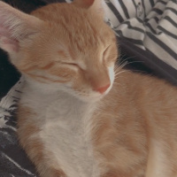 Sarman, Kedi  Alice fotoğrafı