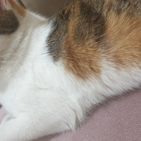 Tekir Kedi, Kedi  Suzi fotoğrafı