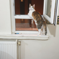 Tekir Kedi, Kedi  Suzi fotoğrafı