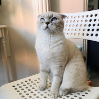 Scottish Fold, Kedi  Lokum fotoğrafı