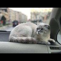 Scottish Fold, Kedi  Lokum fotoğrafı