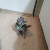 Tekir Kedi, Kedi  Duman fotoğrafı