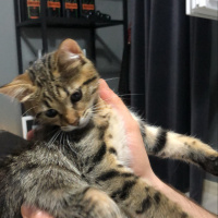 Tekir Kedi, Kedi  Mırmır fotoğrafı