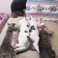 Tekir Kedi, Kedi  Minnaklar fotoğrafı