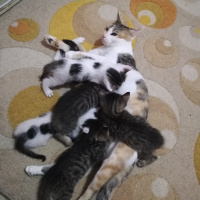 Tekir Kedi, Kedi  Minnaklar fotoğrafı