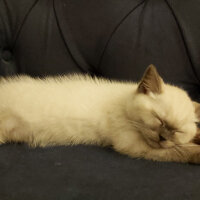 British Shorthair, Kedi  Leo fotoğrafı