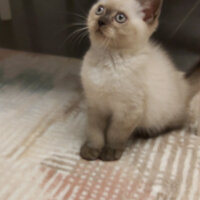 British Shorthair, Kedi  Leo fotoğrafı