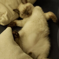 British Shorthair, Kedi  Leo fotoğrafı