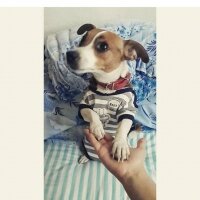 Jack Russell Terrier, Köpek  mia fotoğrafı